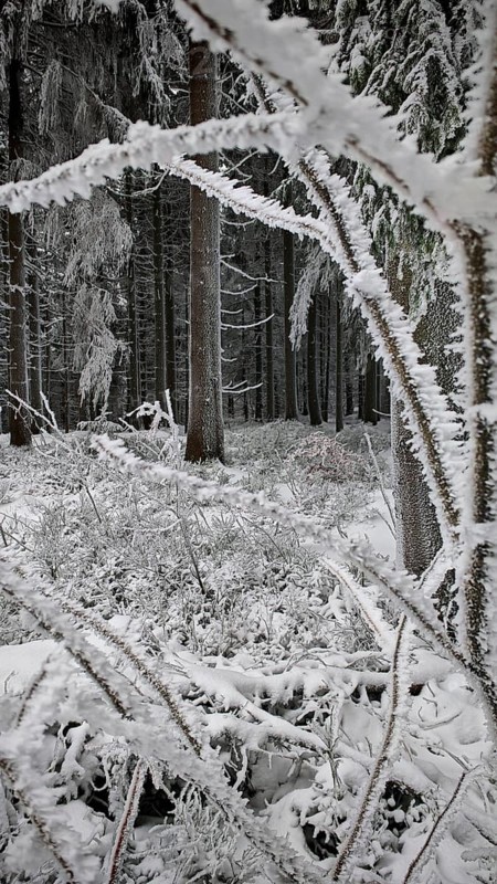 Snowy forest with icy branches, quiet winter atmosphere in nature, Fichtelgebirge