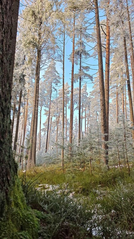 Winter forest with high, snow-covered trees under a clear sky, pines (abiete), Fichtelgebirge