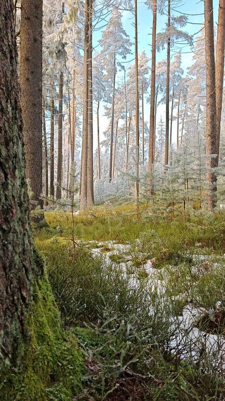 Snow-covered forest with tall trees and moss on the ground, quiet and natural atmosphere, pine trees (abiete), Fichtelgebirge