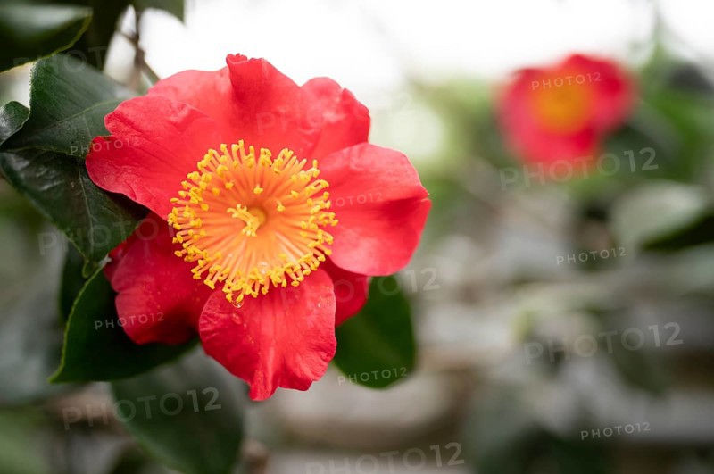 Flower of the Higo camellia, Japanese camellia, (Camellia japonica L.), Stuttgart, Baden-Württemberg, Germany