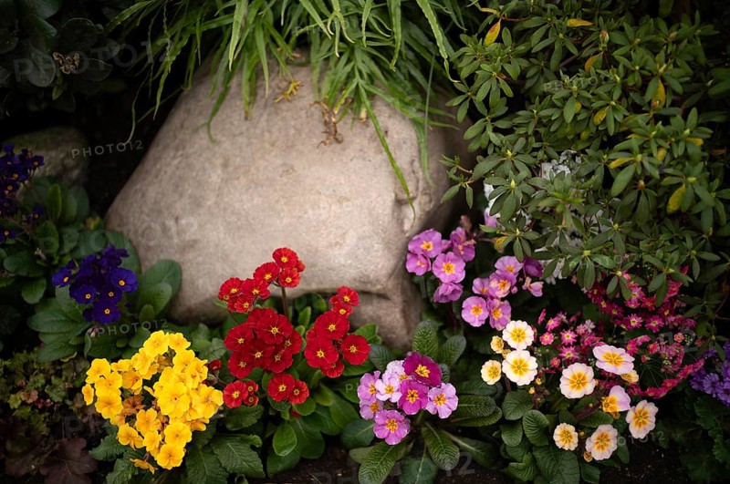 Various pansies, violets (Violaceae) Stuttgart, Baden-Württemberg, Germany