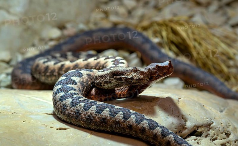 European horned viper (Vipera ammodytes), also sand viper, sand adder or European sand viper, pair, in front of mating, lovemaking, captive, Stuttgart, Baden-Württemberg, Germany