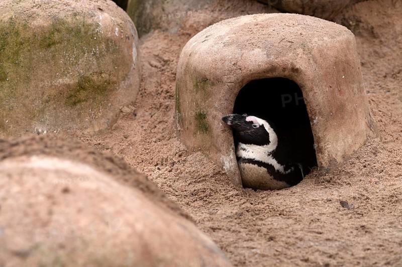African penguin (Spheniscus demersus) captive, in breeding den, Stuttgart, Baden-Württemberg, Germany