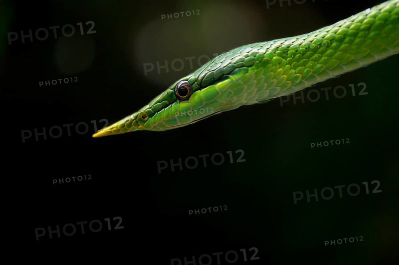 Close-up, close-up, Vietnamese long-nosed snake (Gonyosoma boulengeri), captive, Stuttgart, Baden-Württemberg, Germany