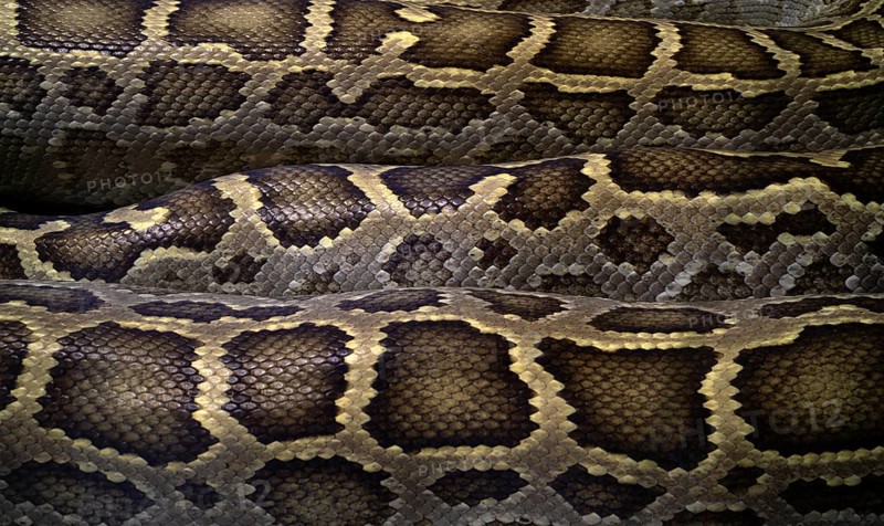 Close-up, close-up, pattern, pattern, snakeskin, Burmese Python (Python molurus bivittatus), captive, Stuttgart, Baden-Württemberg, Germany