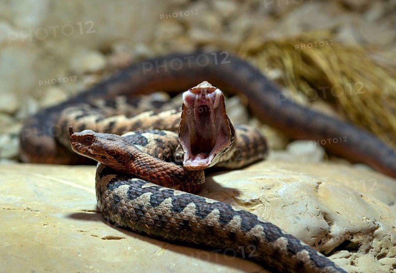 European horned viper (Vipera ammodytes), also sand viper, sand adder or European sand viper, pair, yawning, tired, mouth open, captive, Stuttgart, Baden-Württemberg, Germany