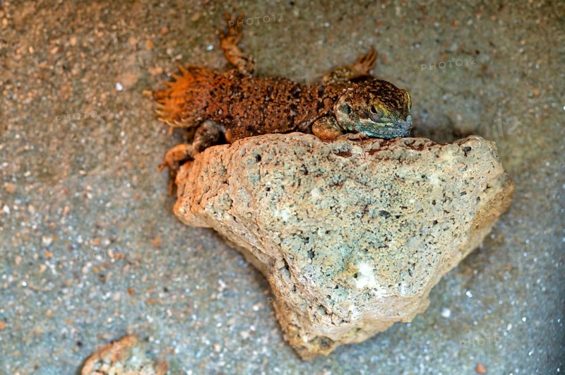 Beavertail dragon (Xenagama taylori), captive, Stuttgart, Baden-Württemberg, Germany