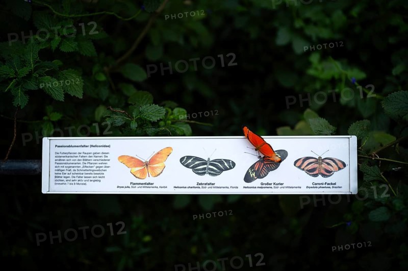Passionflower butterfly (Heliconiinae) sits on legend for passionflower butterfly, butterfly, Stuttgart, Baden-Württemberg, Germany