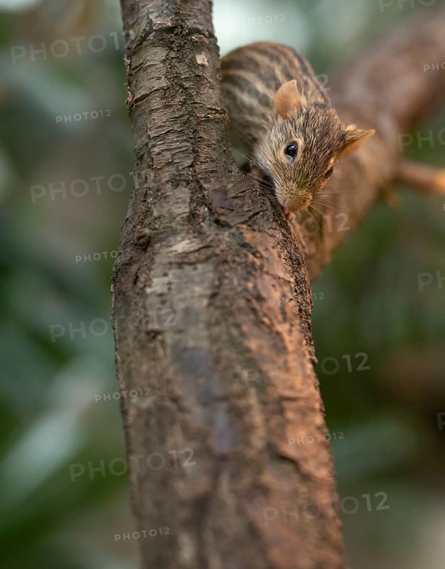 Barred grass vole (Lemniscomys barbarus), often also known as Barbary grass vole, captive, on a tree trunk, Stuttgart, Baden-Württemberg, Germany