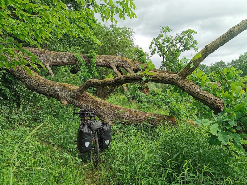 Bicycle in a thick forest next to a fallen tree with lots of green leaves, Czech Republic