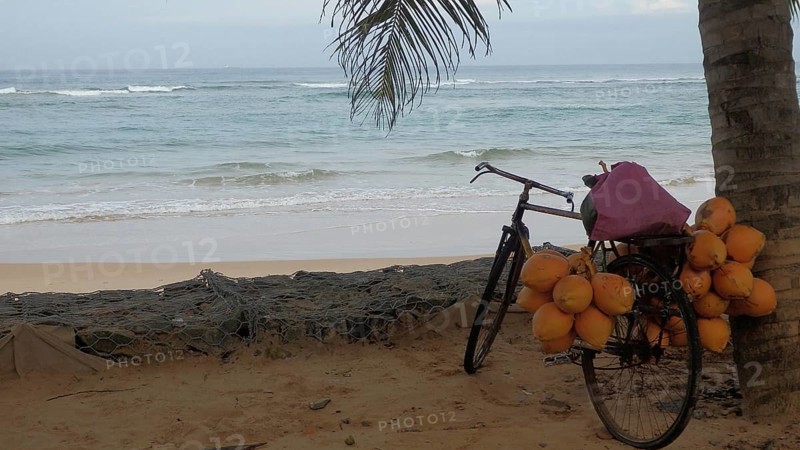 Bicycle with coconuts on a beach in front of the sea, shaded by a palm leaf, relaxed ambiance, Sri Lanka