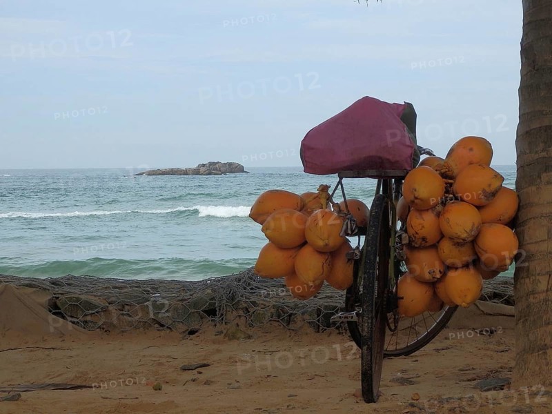 Bicycle full of coconuts standing on a sandy beach in front of the sea, quiet and exotic atmosphere, Sri Lanka