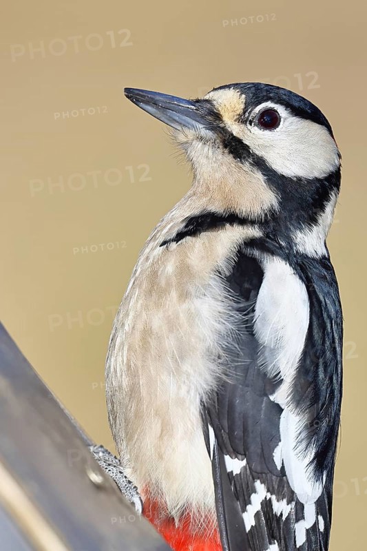 Great spotted woodpecker (Dendrocopos major), male, animal portrait, close-up, Wilnsdorf, North Rhine-Westphalia, Germany
