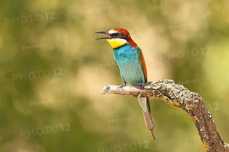 European bee-eater (Merops apiaster) sitting on a branch covered with green lichen, Lake Neusiedl, Burgenland, Austria
