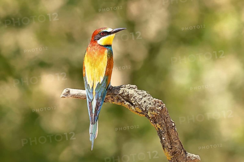 European bee-eater (Merops apiaster) sitting on a branch covered with green lichen, dorsal view, Lake Neusiedl, Burgenland, Austria