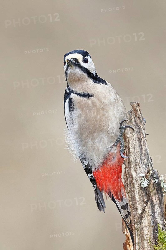 Great spotted woodpecker (Dendrocopos major), female, foraging on a tree stump overgrown with moss and lichen in the forest, Wilnsdorf, North Rhine-Westphalia, Germany