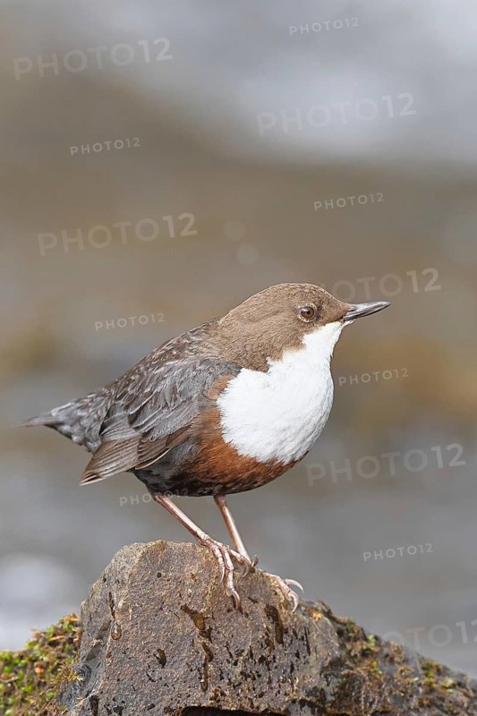 White-throated White-throated Dipper (Cinclus cinclus) standing on a stone in the middle of a stream, the only native songbird that can also dive, wildlife, native nature, Wilnsdorf, North Rhine-Westphalia, Germany