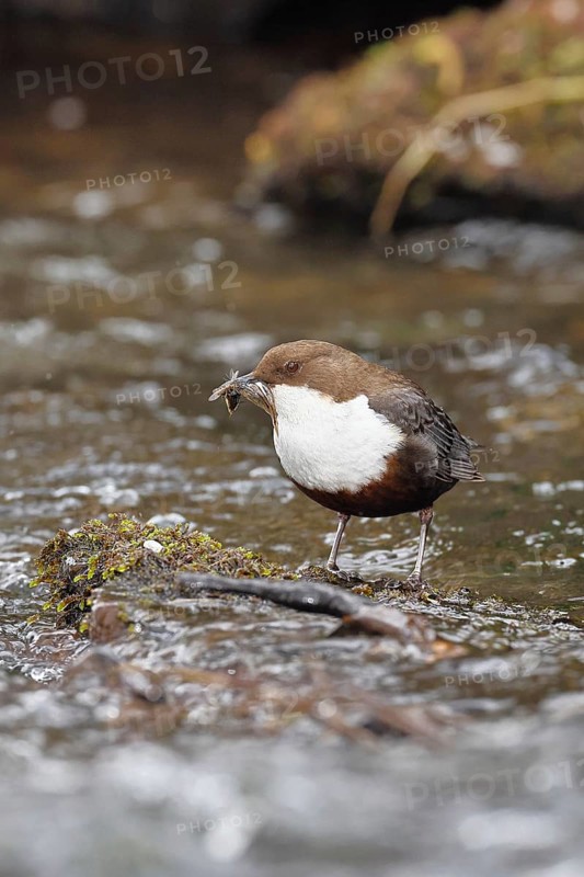 White-throated White-throated Dipper (Cinclus cinclus) standing with prey on a stone in the middle of a stream, the only native songbird that can also dive, wildlife, native nature, Wilnsdorf, North Rhine-Westphalia, Germany