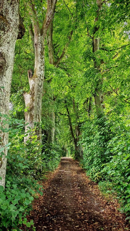 A shady forest trail leads through a peaceful, densely vegetated forest, Franconian Switzerland