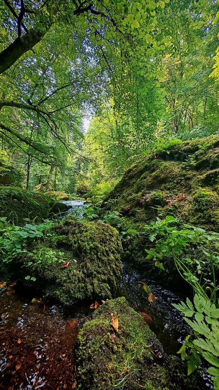 A quiet forest with moss-covered stones and a small stream under a green canopy of leaves, Saxony