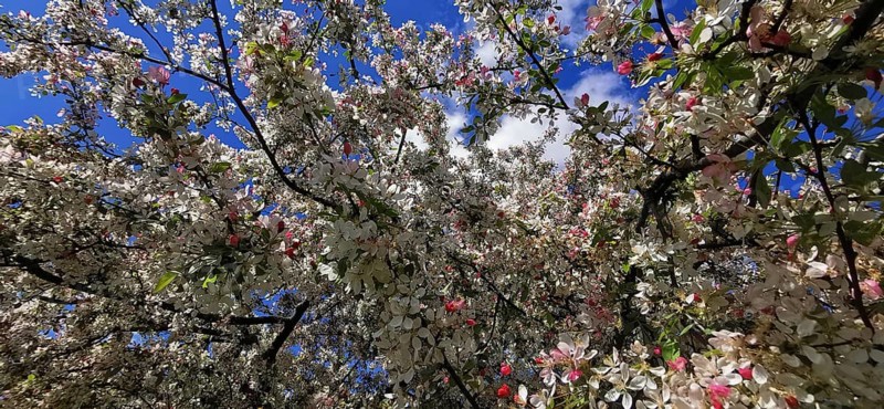 A Japanese wild apple (malus floribunda) full of bright flowers and leaves against the blue sky of spring, Berlin