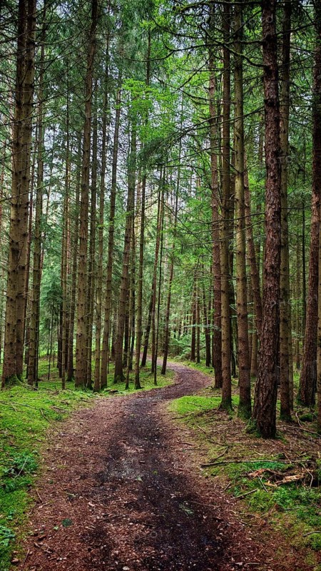 A meandering trail runs through a quiet forest with tall trees, Franconian Switzerland
