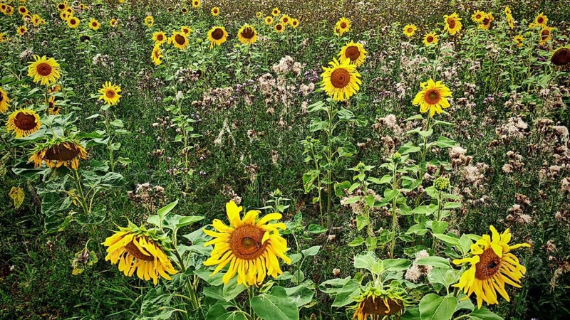 A wide field full of blooming sunflowers (helianthus) under the open sky, Franconian Switzerland