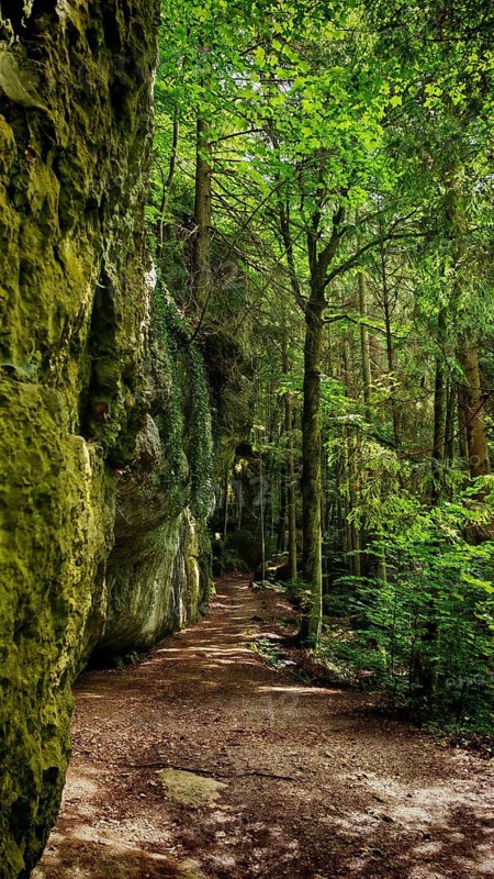 Forest trail lined with rocks, surrounded by thick, quiet greenery and tall trees, Franconian Switzerland, Germany