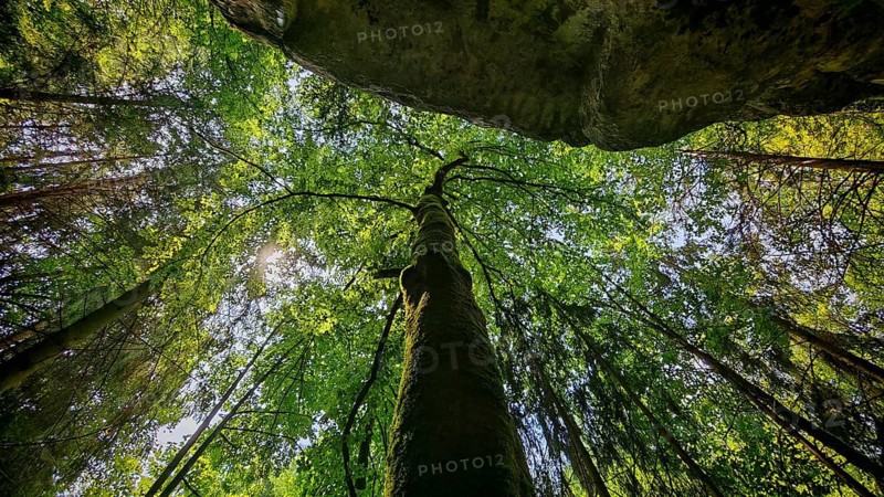 Looking up at a majestic tree with bright green leaves and sunbeams in the background, Franconian Switzerland