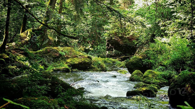 A river snakes through a thick and green forest full of rocks and moss, Saxony