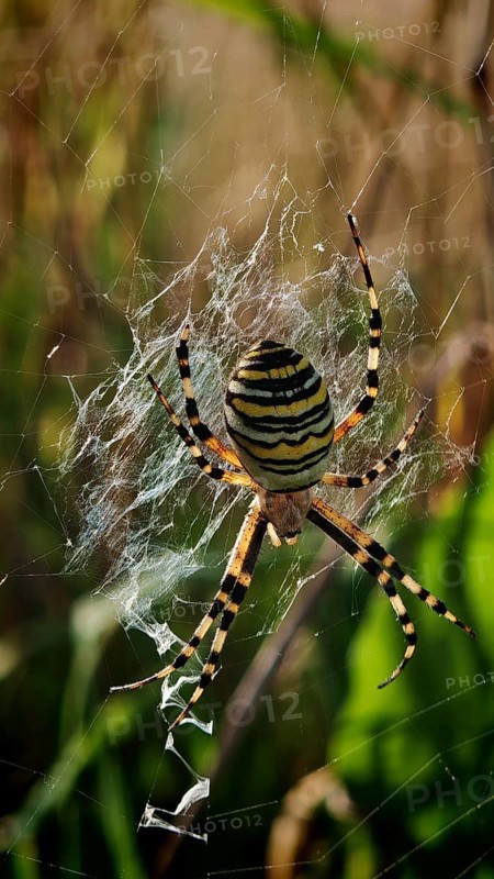 Close-up of a wasp spider (argiope bruennichi) on a flower in the middle of a green meadow, sunny atmosphere, Upper Franconia