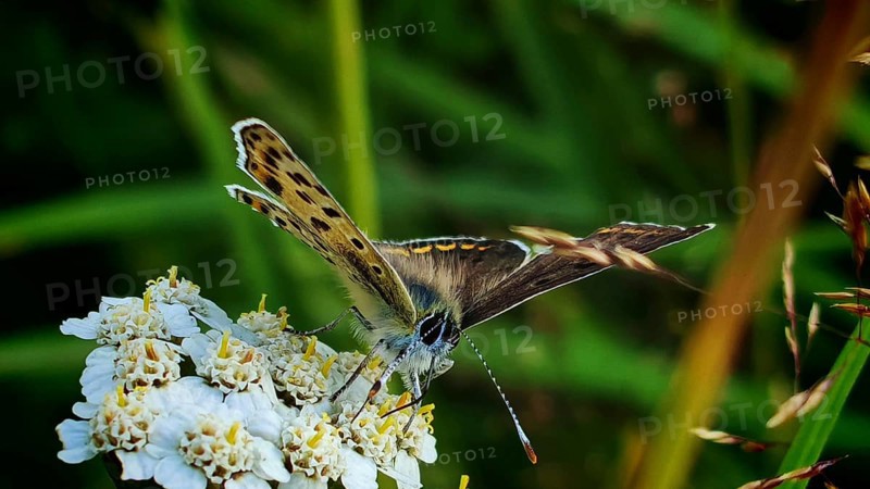 Close-up, Sooty Copper butterfly (lycaena tityrus) on white flowers against a green background, Franconian Forest nature park Park, Rennsteig
