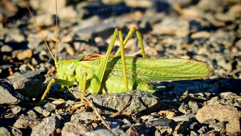 Close-up of a grasshopper Great green bush cricket (tettigonia viridissima) on stony ground in daylight, Franconian Forest nature park Park