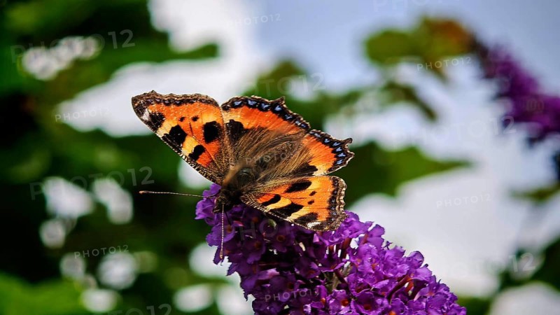 Close-up, Small tortoiseshell (aglais urticae) butterfly on a purple flower in sunlight, Franconian Switzerland