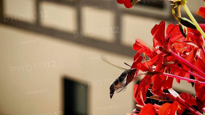 Close-up of dove tail (macroglossum stellatarum) butterfly hovering next to a red flower near a window, Franconian Forest Nature Park