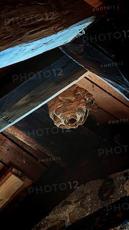 A hornet (vespa crabro) nest hangs in a dark corner of a wooden attic, Franconian Forest nature park Park