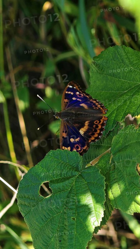 A colourful butterfly Lesser purple emperor (apatura ilia) with a unique pattern sits on a green leaf, Franconian Forest nature park Park
