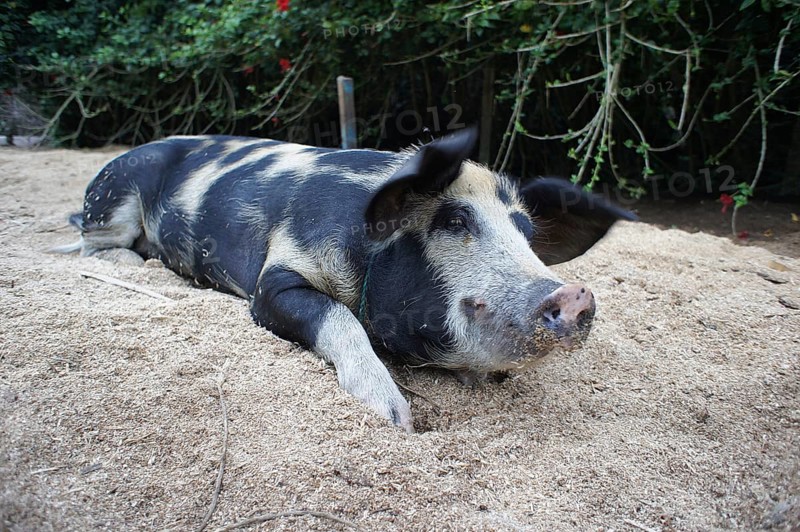 A black and white coloured Bentheim black pied (sus scrofa domesticus) lies relaxed on sandy ground in a natural environment, Ecuador