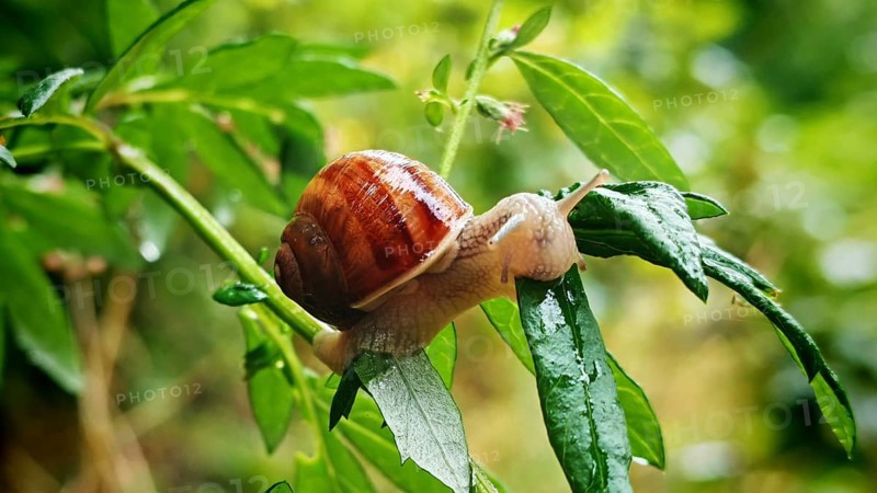Close-up, vineyard snail (Helix pomatia) crawling on a green leaf in a humid natural environment, Franconian Forest nature park Park, Rennsteig