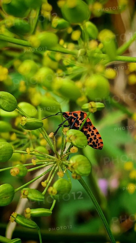 Red and black spotted stink bug (Graphosoma italicum) insect on a green plant in close-up, Franconian Switzerland