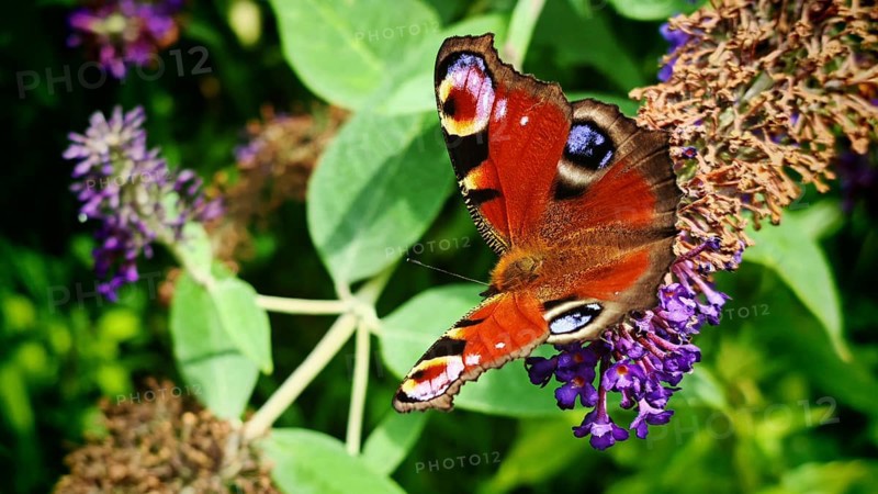 Close-up, dayPeacock butterfly (aglais io) posing on a violet flower in the sunshine, Franconian Switzerland