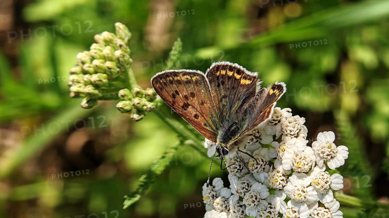 Detiail photograph, Sooty Copper butterfly (lycaena tityrus) on white flowers against a green background, Franconian Forest nature park Park, Rennsteig