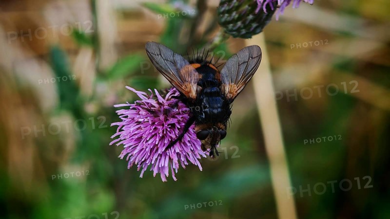Close-up, giant tachinid fly (Nowickia ferox) with distinctive pattern on a purple thistle flower (carduus), Franconian Forest nature park Park, Rennsteig