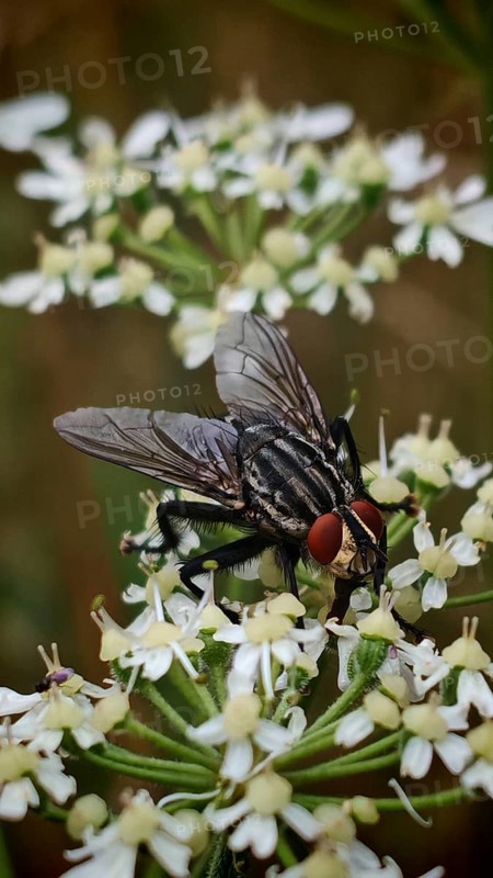 Flesh fly (sarcophagidae) detailed on white flowers in natural environment, Franconian Forest nature park Park