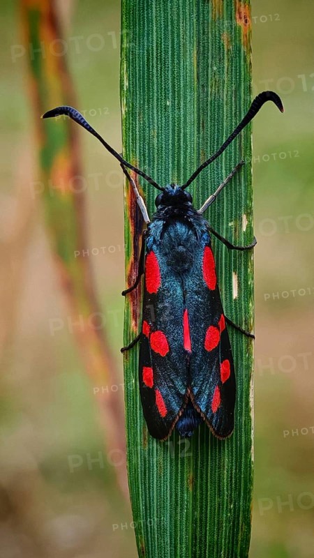 Butterfly six-spotted ram (Zygaena filipendulae) on a blade of grass in natural surroundings, Franconian Forest nature park Park