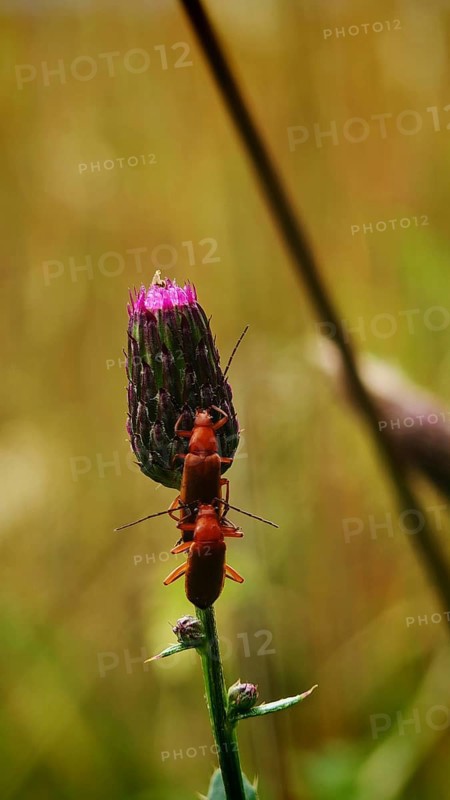 Two red Common red soldier beetles (Rhagonycha fulva) mating on a pink thistle flower (carduus) in a natural environment, Franconian Forest nature park Park, Rennsteig
