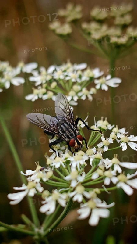 Close-up of a flesh fly (sarcophagidae) on white flowers in a natural environment, Franconian Forest nature park Park