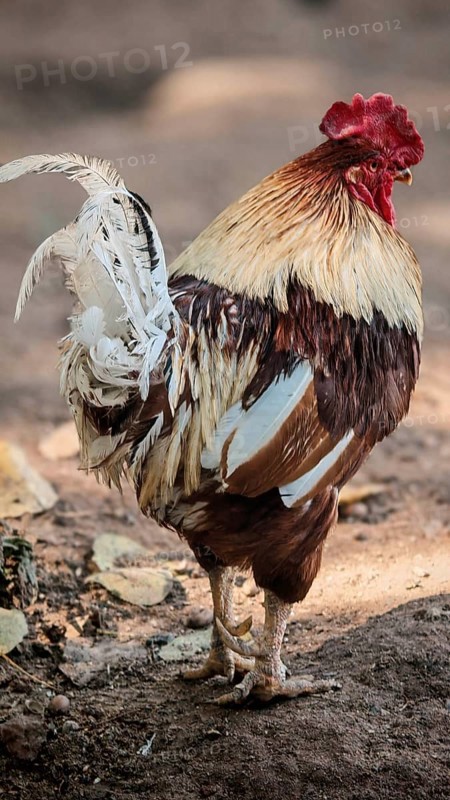 Rooster (gallus) with splendid feathers outdoors, natural background, Upper Franconia