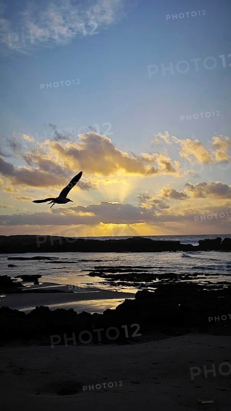 A seagull (Larinae) flies over the sea in front of a sunset, surrounded by dramatic clouds, Essaouira, Morocco