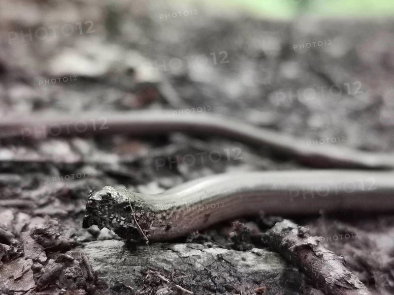 Close-up, A slow worm (anguis fragilis) slithers across the ground, surrounded by a blurred background in dark tones, Franconian Forest nature park Park, Germany